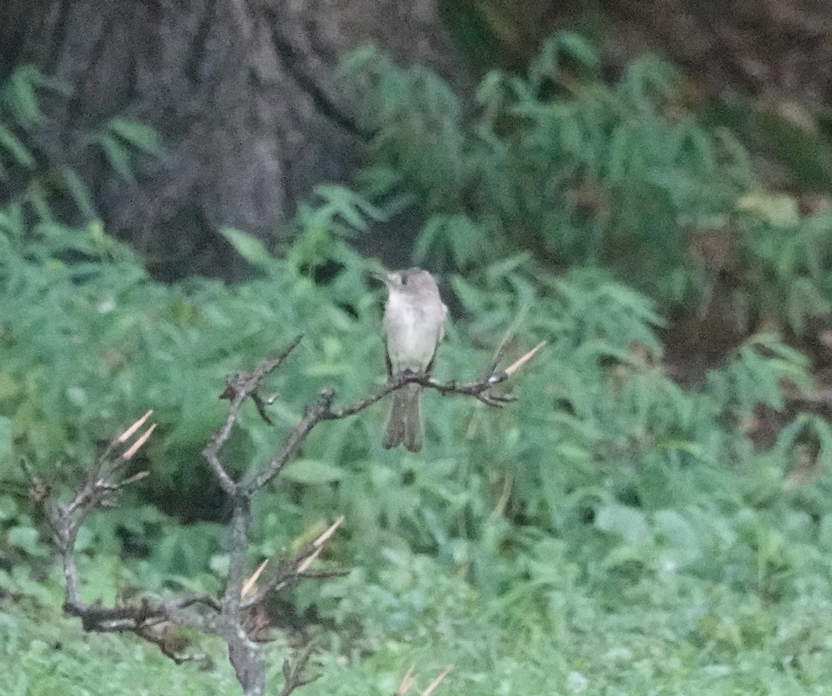 Eastern Wood-Pewee - Jill Punches
