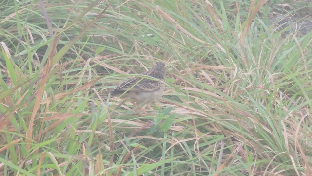 Long-billed Pipit - ML609156097