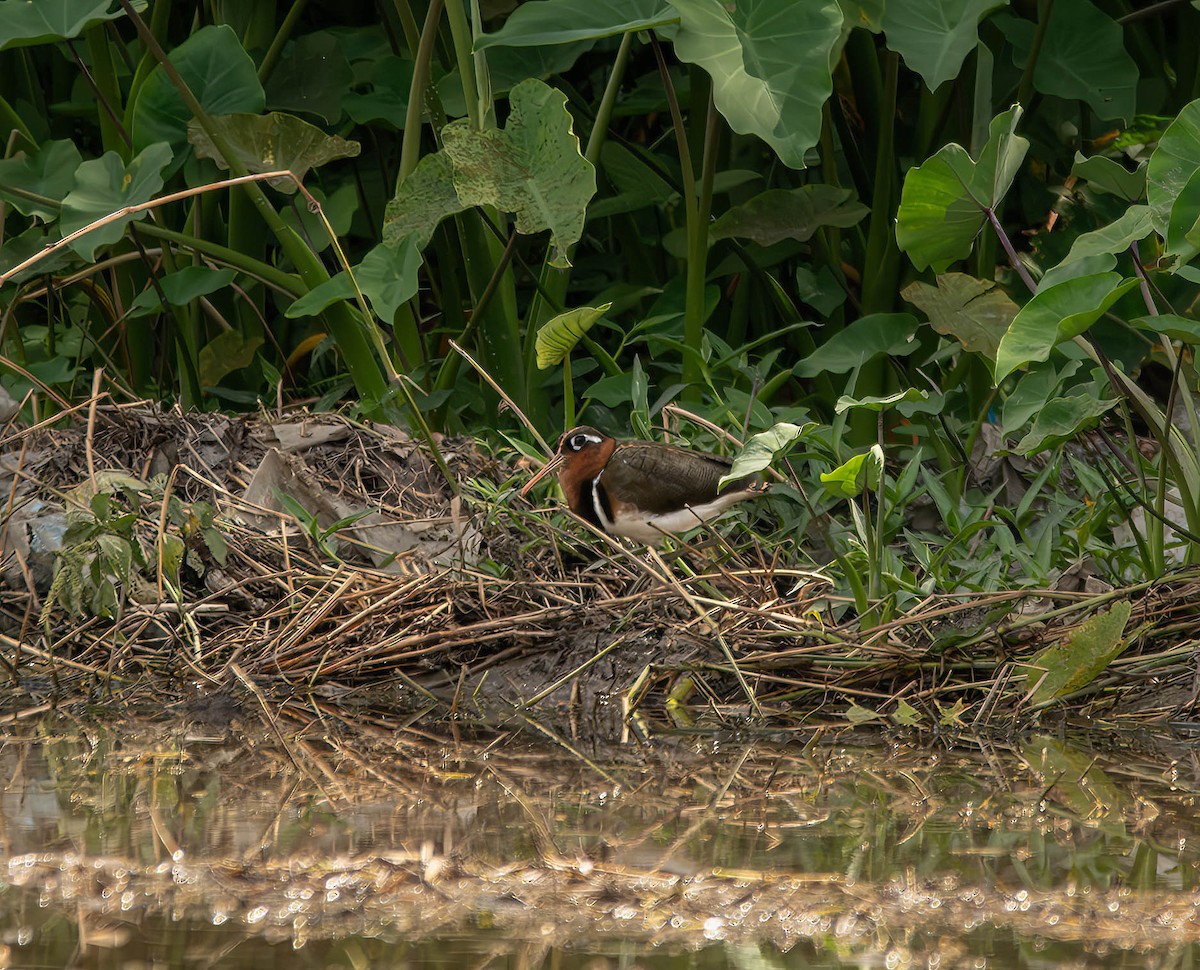 Greater Painted-Snipe - ML609156194