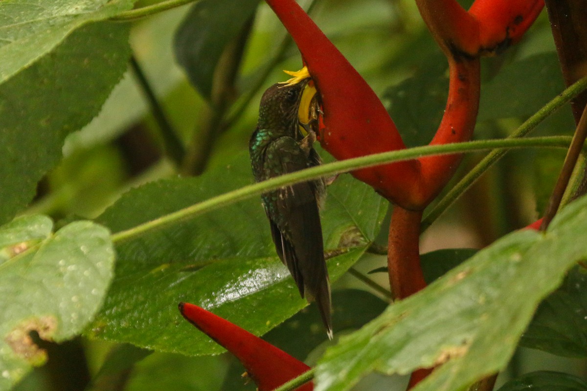 kolibřík orlozobec - ML609156258