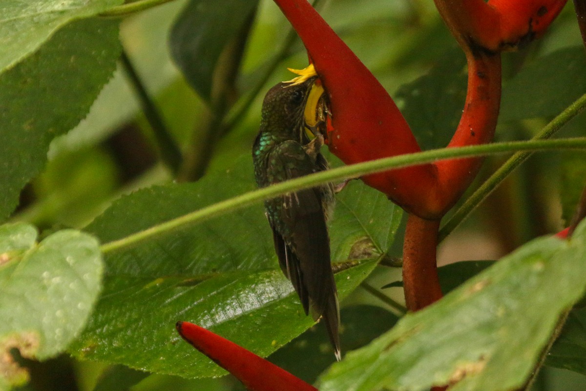 White-tipped Sicklebill - ML609156259