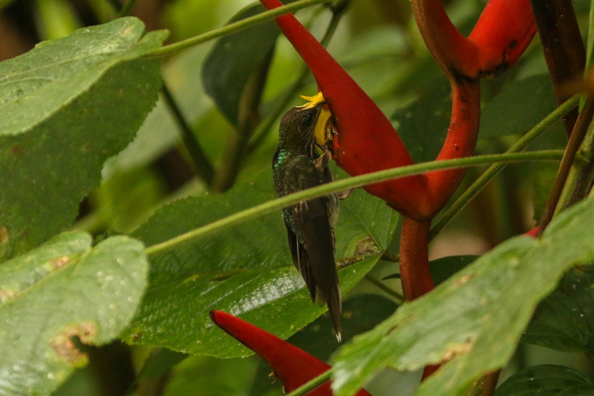 White-tipped Sicklebill - ML609156260