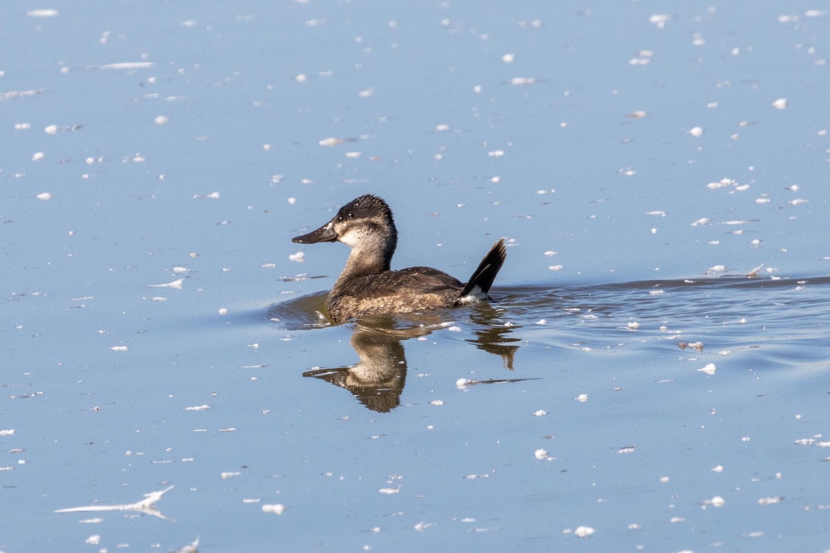 Ruddy Duck - ML609156324