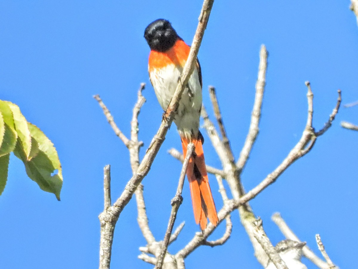 Flores Minivet - Warren Regelmann