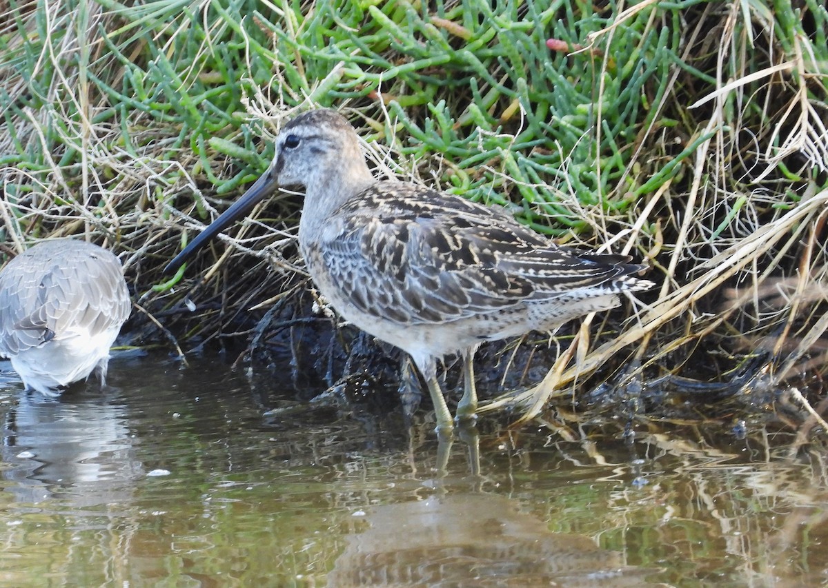 Long-billed Dowitcher - ML609156397