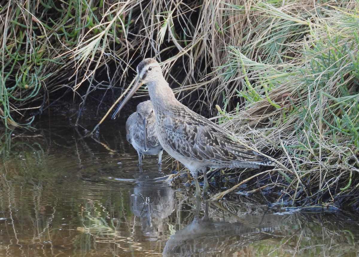 Long-billed Dowitcher - ML609156398