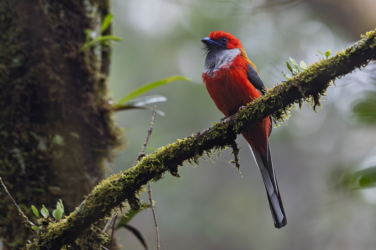 Whitehead's Trogon - ML609156425