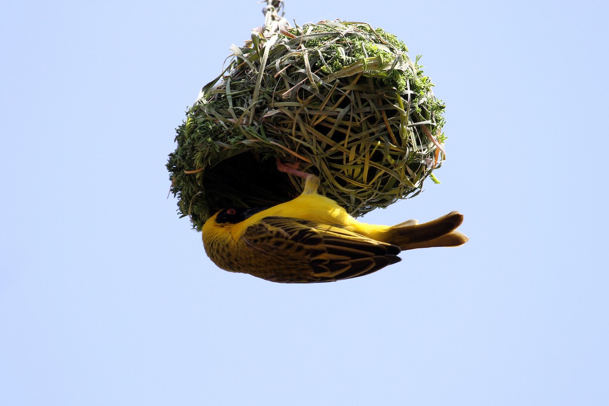 Southern Masked-Weaver - ML609156450