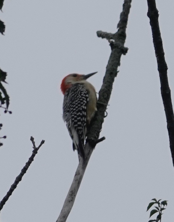Red-bellied Woodpecker - Jill Punches
