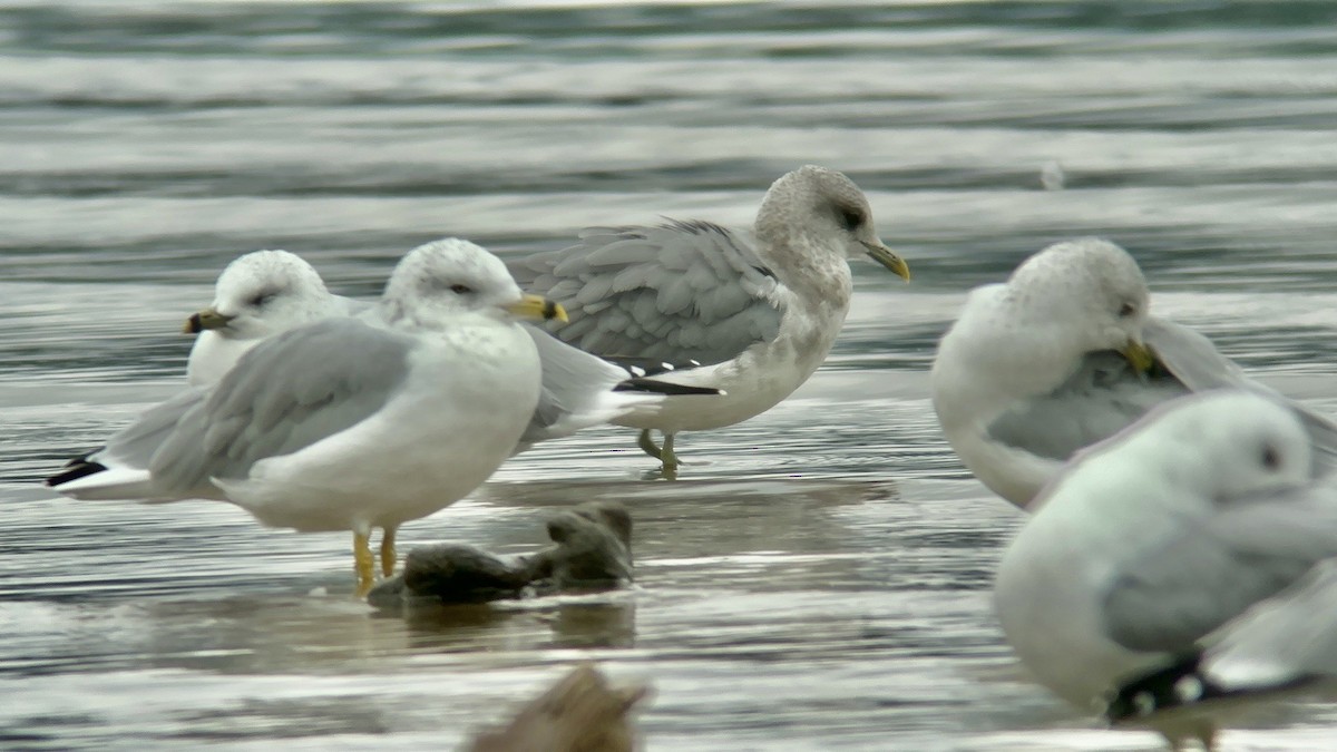 Short-billed Gull - ML609156473