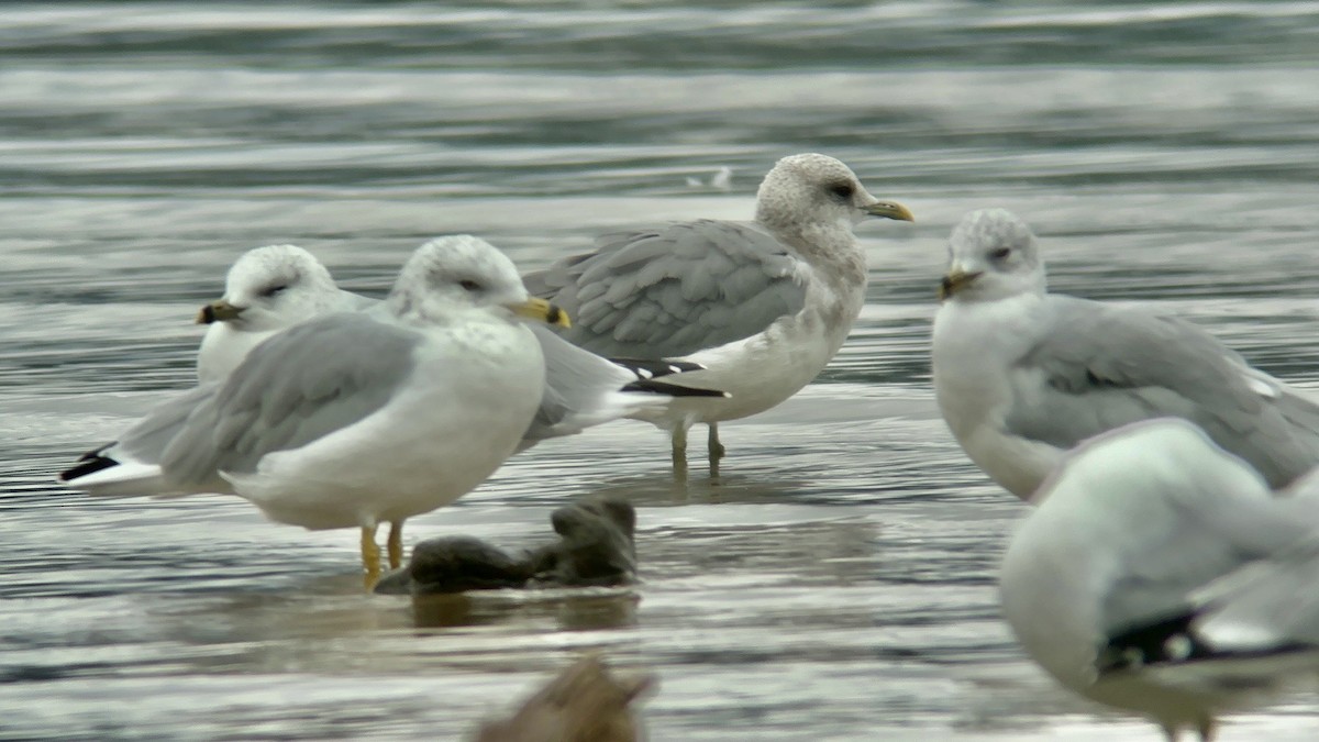 Short-billed Gull - ML609156474