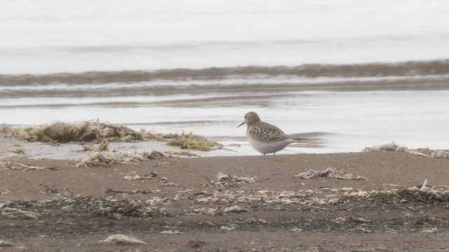 Baird's Sandpiper - ML609156482