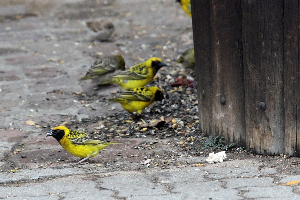 Village Weaver - ML609156487