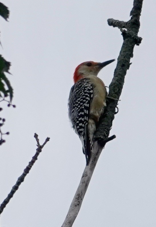 Red-bellied Woodpecker - Jill Punches