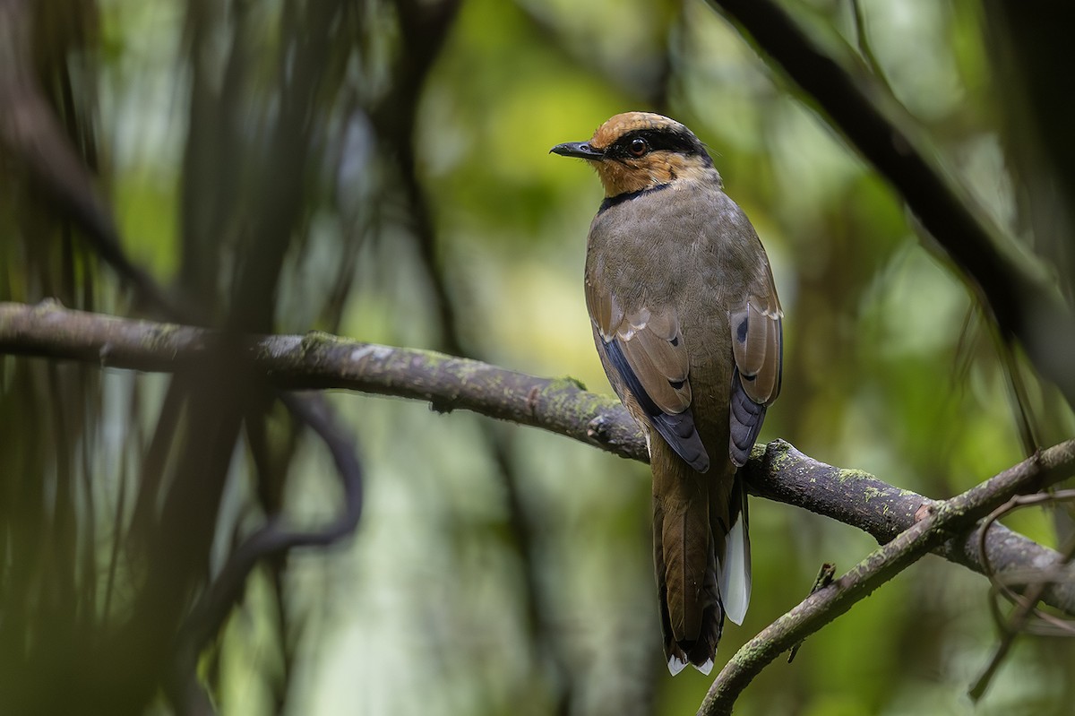 Borneo Ardıcı - ML609156495