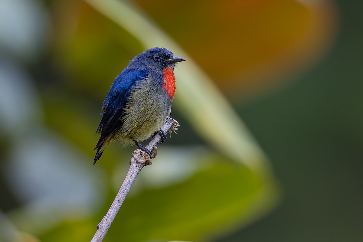 Black-sided Flowerpecker - ML609156502