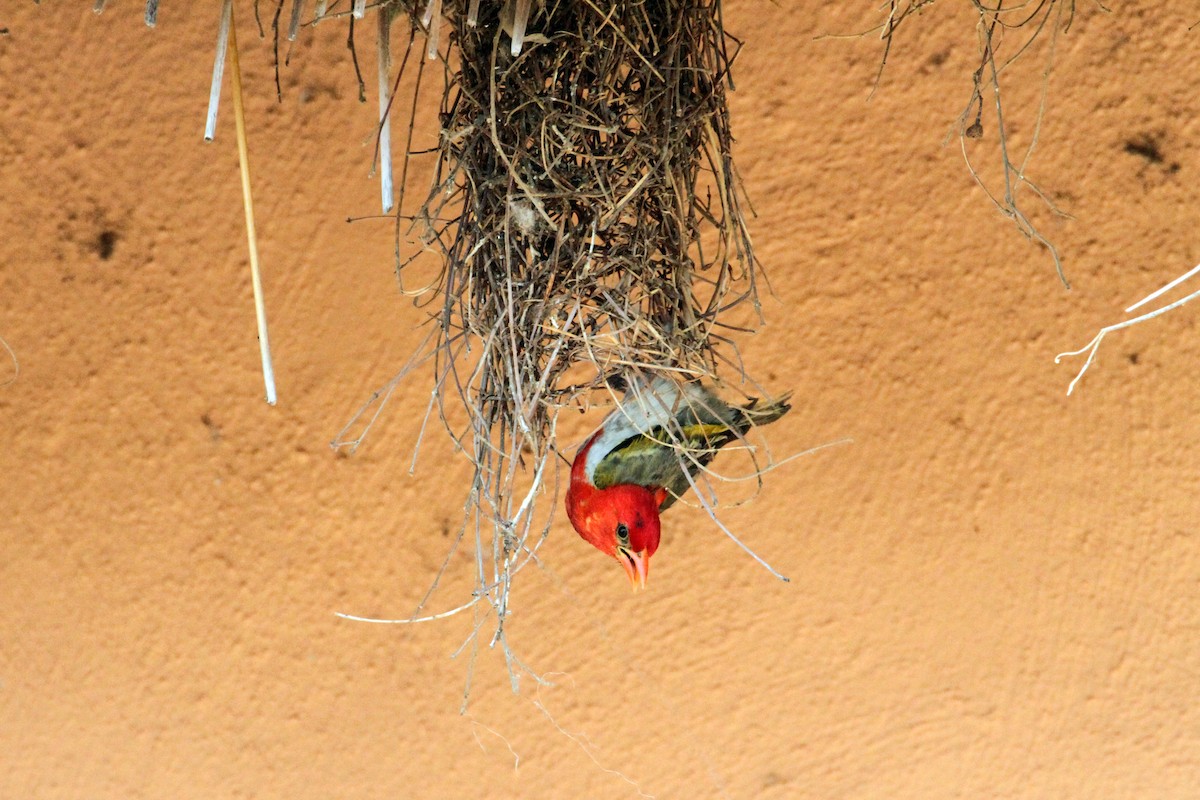 Red-headed Weaver - ML609156504