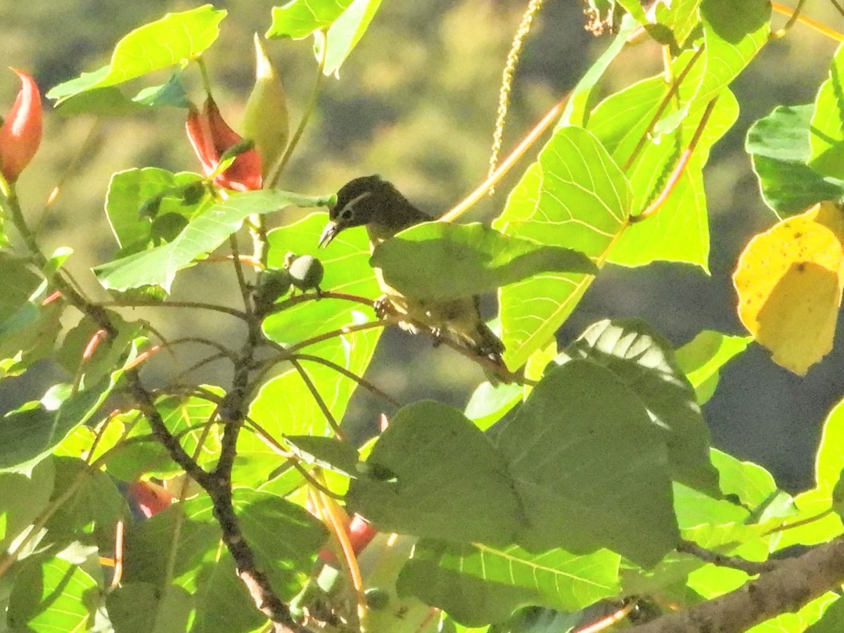 White-browed White-eye - Warren Regelmann