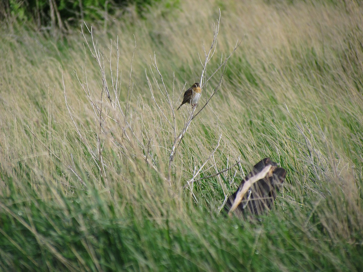 Nelson's Sparrow - Steve Butterworth