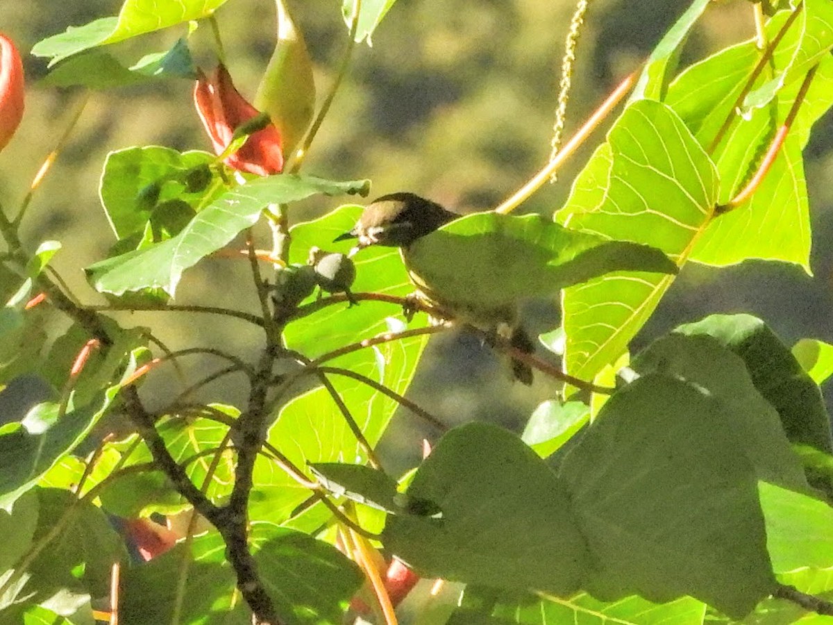 White-browed White-eye - Warren Regelmann