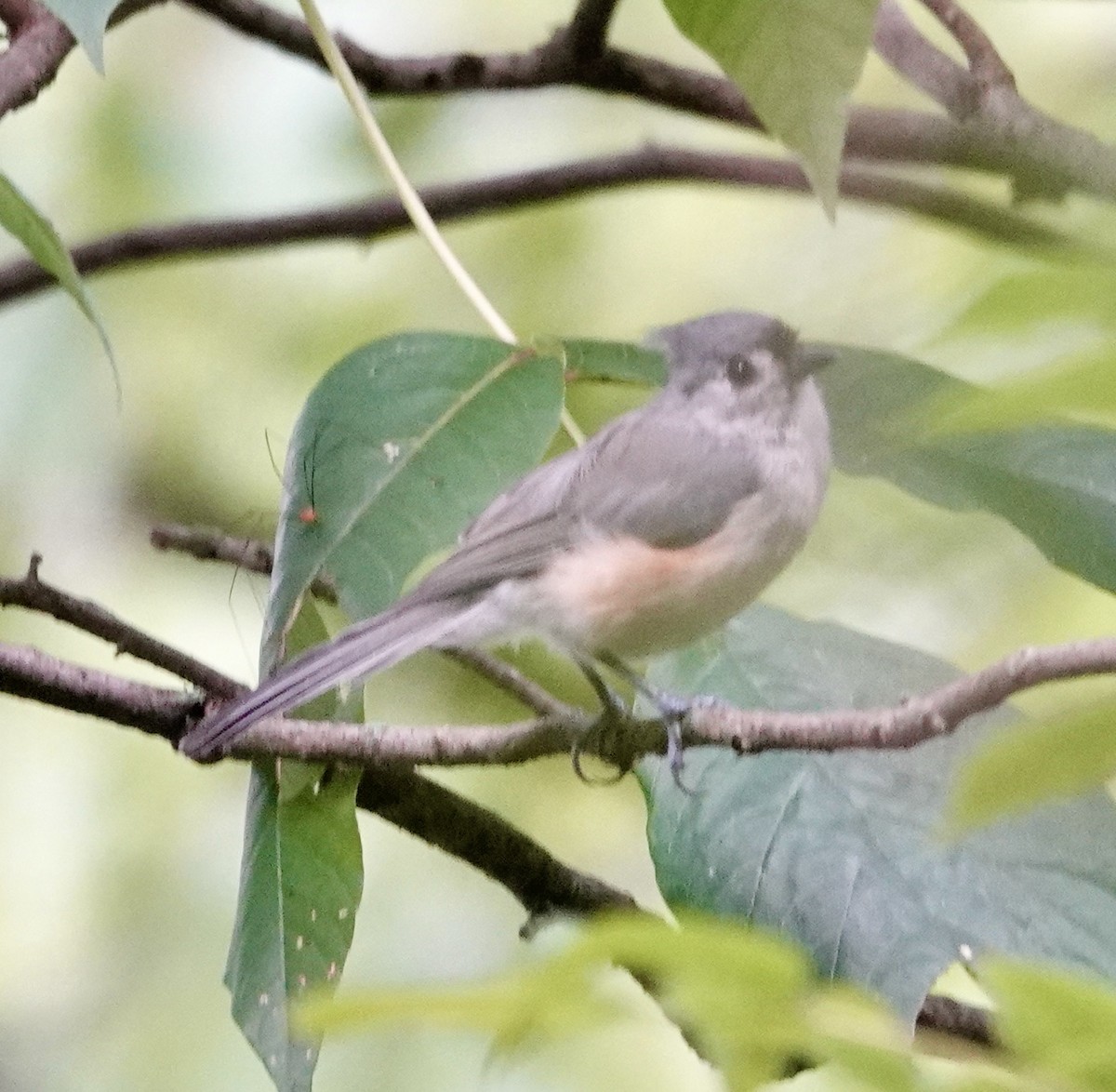 Tufted Titmouse - Jill Punches