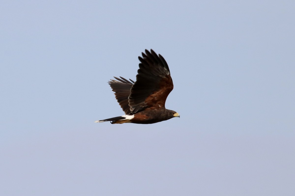 Harris's Hawk - ML609156532