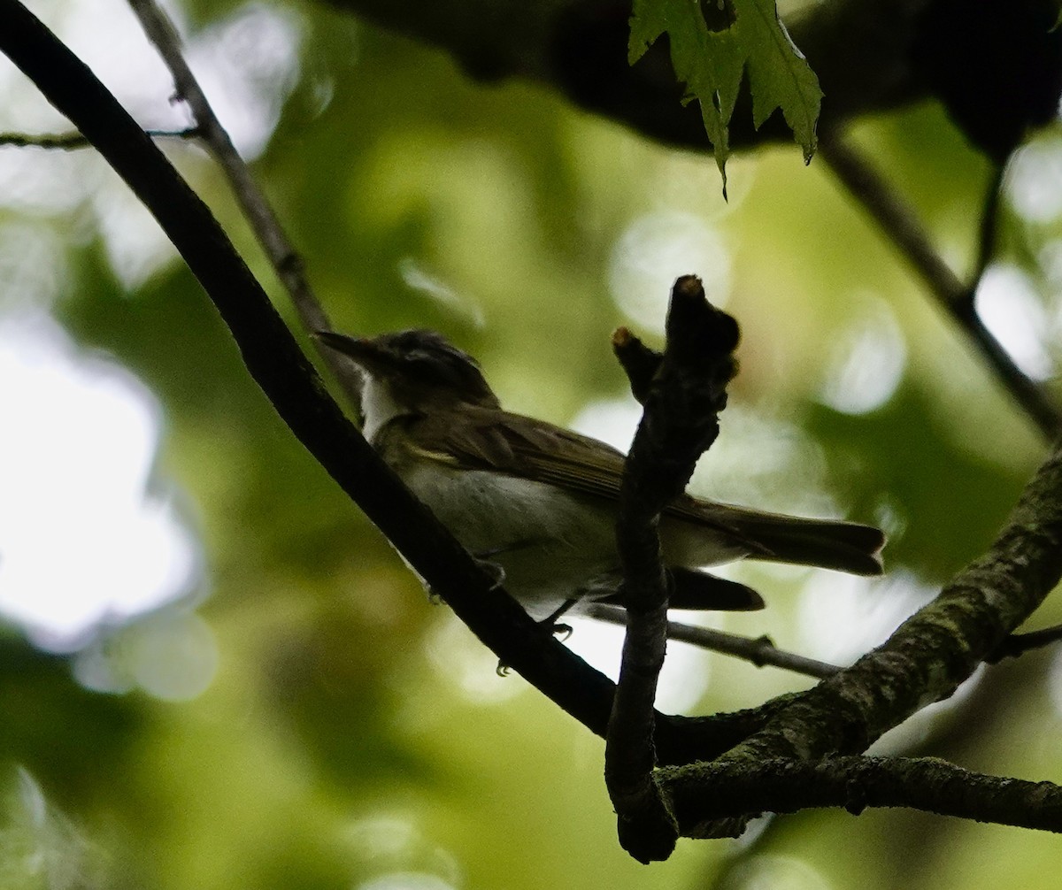 Red-eyed Vireo - Jill Punches