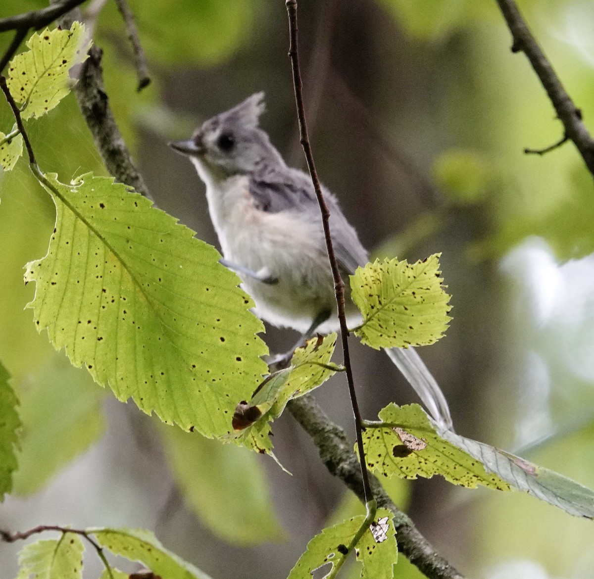 Tufted Titmouse - Jill Punches