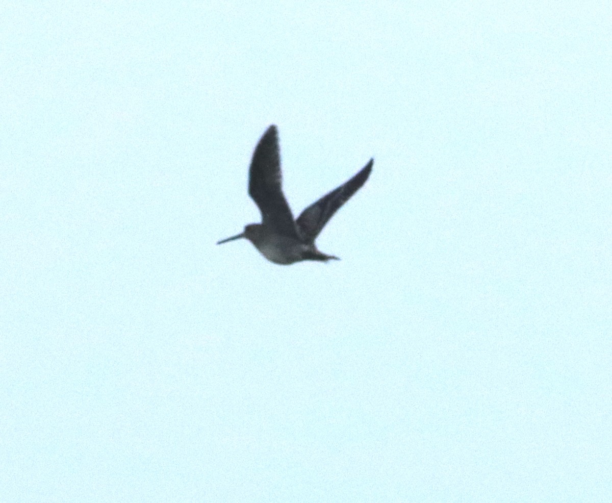 Common/Wilson's Snipe - John Diener