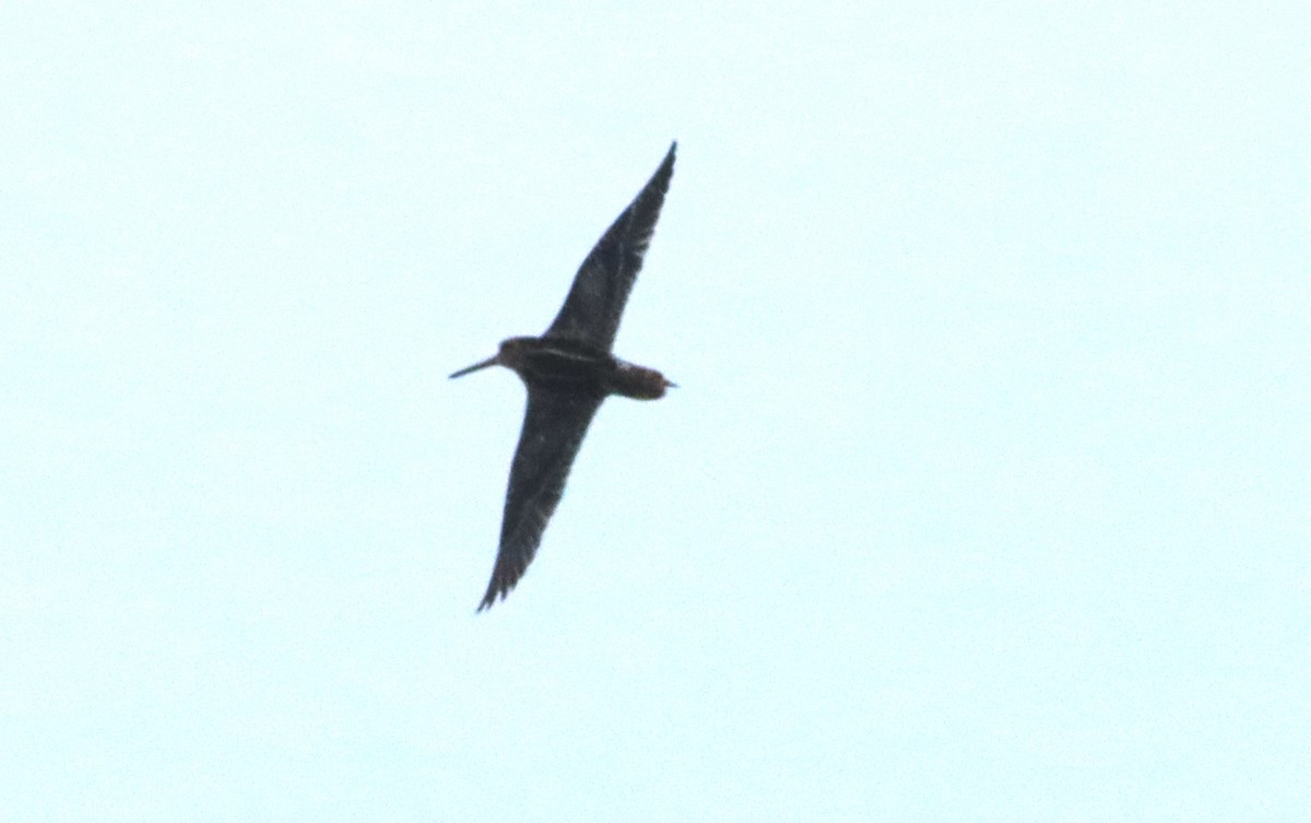 Common/Wilson's Snipe - ML609156588