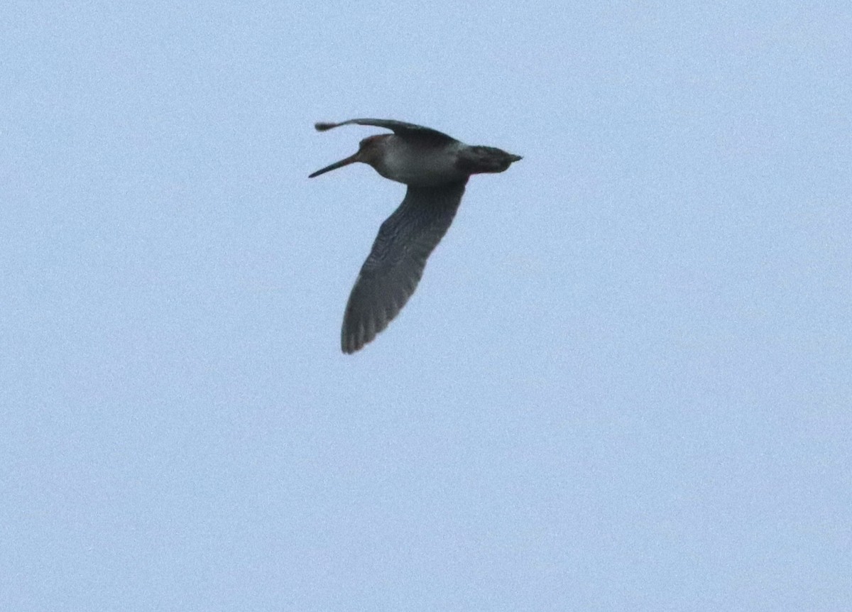 Common/Wilson's Snipe - ML609156592