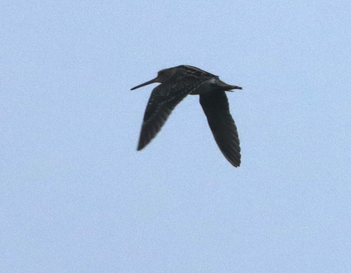 Common/Wilson's Snipe - ML609156593