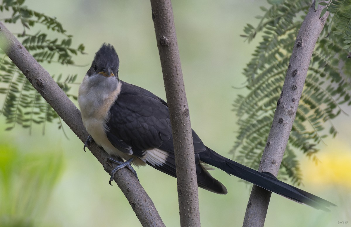 Pied Cuckoo - Sahil 🐧