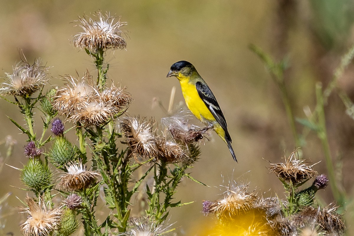 Lesser Goldfinch - Denise Turley