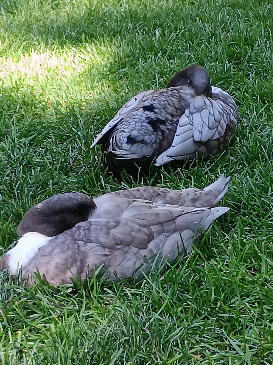 duck sp. - Alorah Rencher