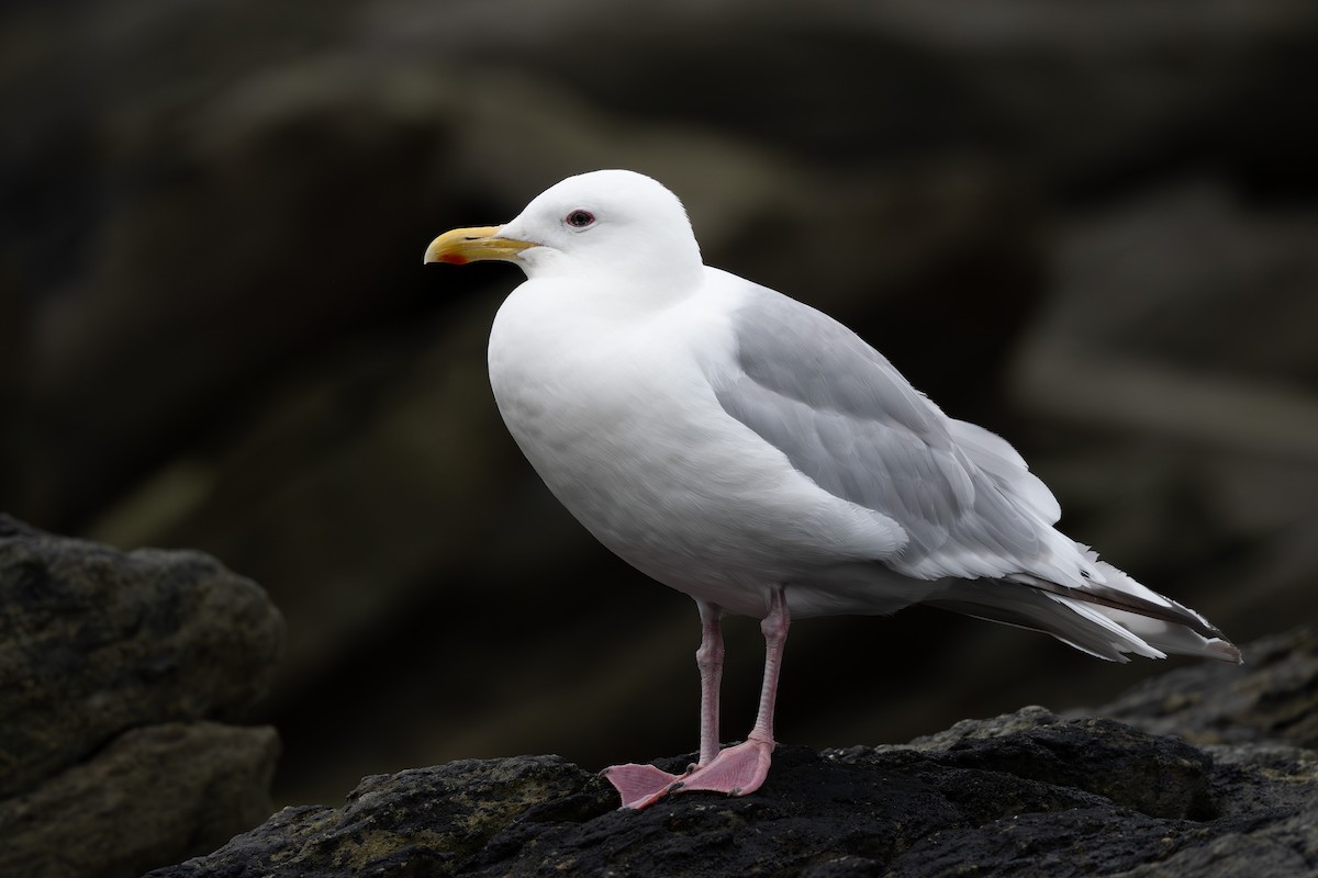 Iceland Gull (Thayer's) - ML609156674