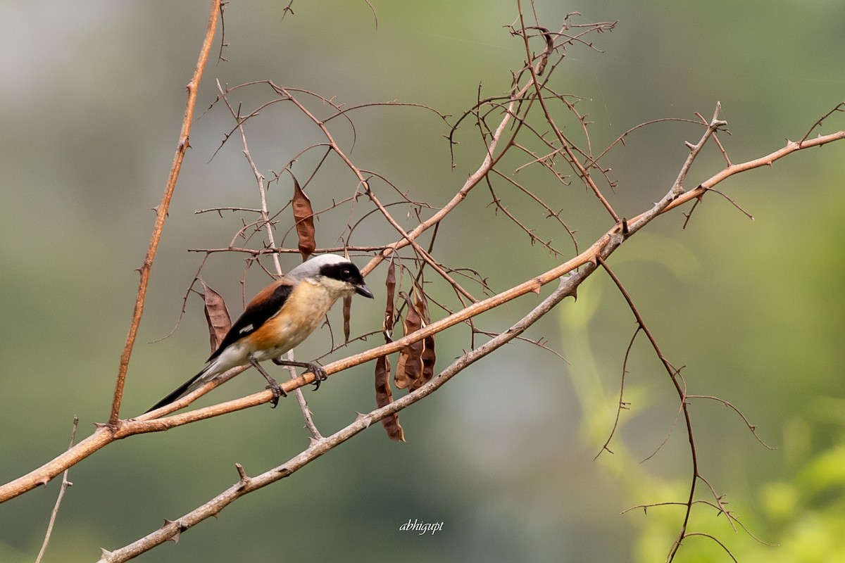 Bay-backed Shrike - ML609156696