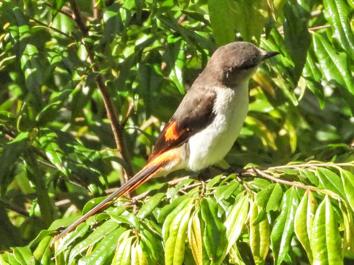 Flores Minivet - Warren Regelmann