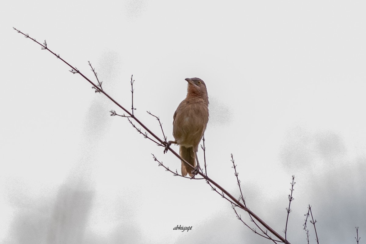 Striated Babbler - Abhishek Gupta