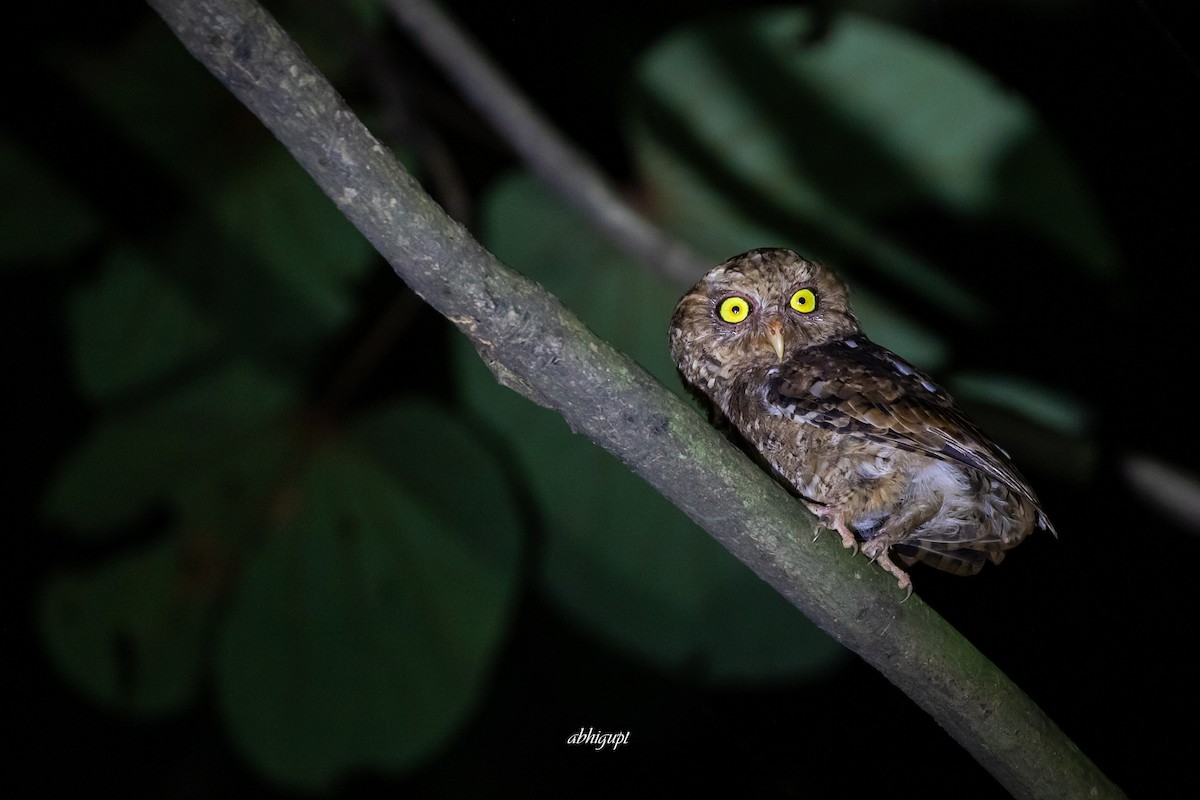 Mountain Scops-Owl - Abhishek Gupta