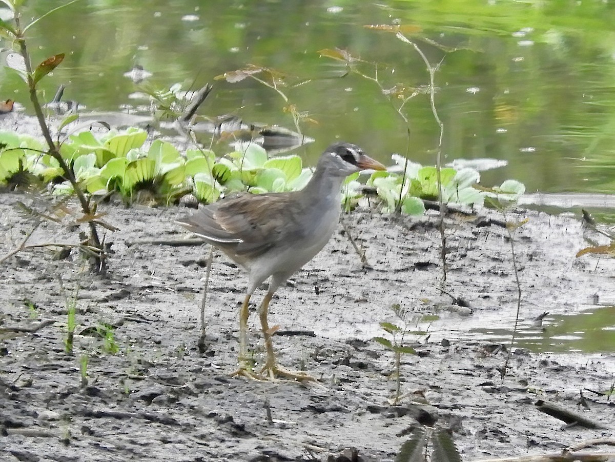 White-browed Crake - ML609156858