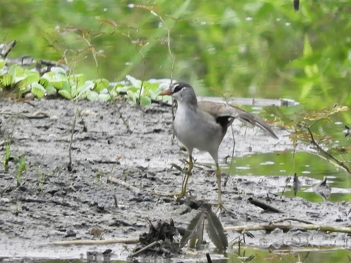 White-browed Crake - ML609156859