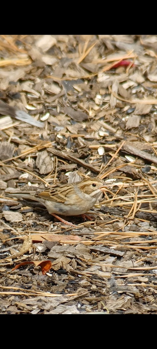 Clay-colored Sparrow - ML609156902