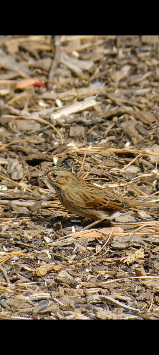 Lincoln's Sparrow - ML609156933