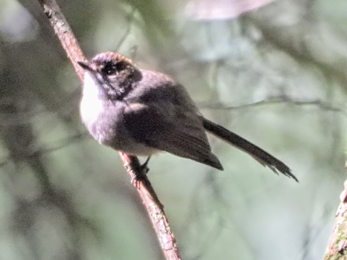 Brown-capped Fantail - ML609156943