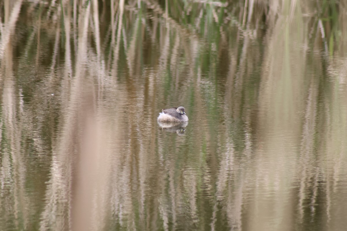 Australasian Grebe - Kirrilee Moore