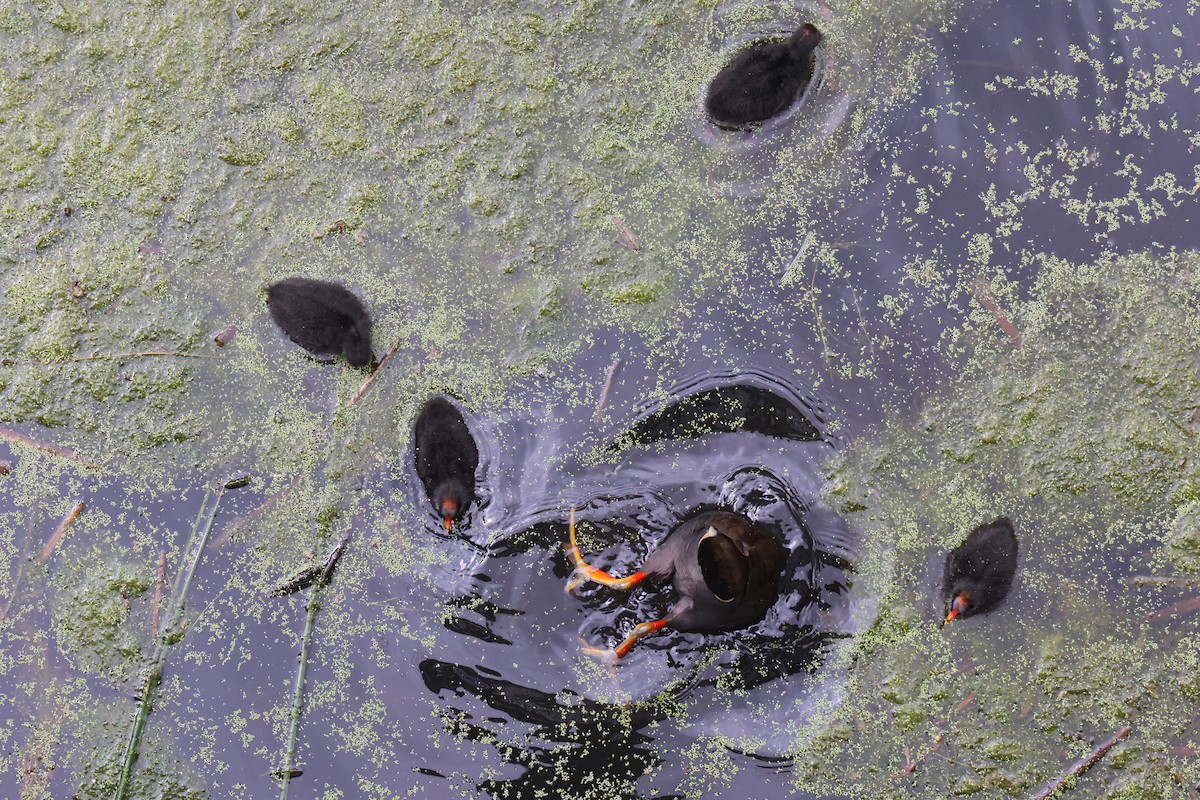 Dusky Moorhen - Kirrilee Moore