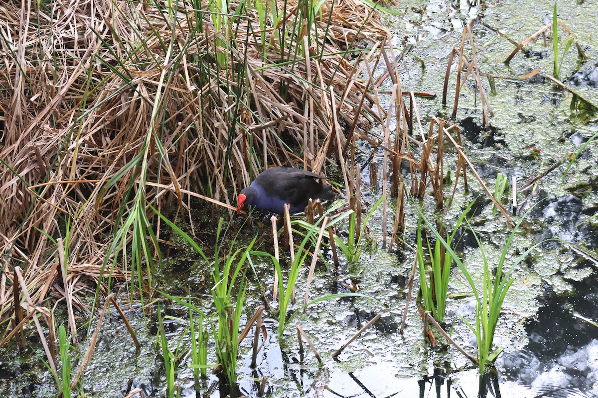 Australasian Swamphen - ML609156949