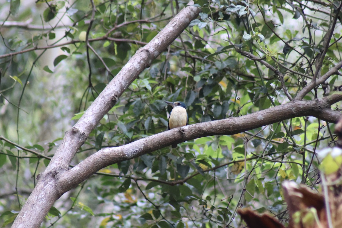 Sacred Kingfisher - ML609156952