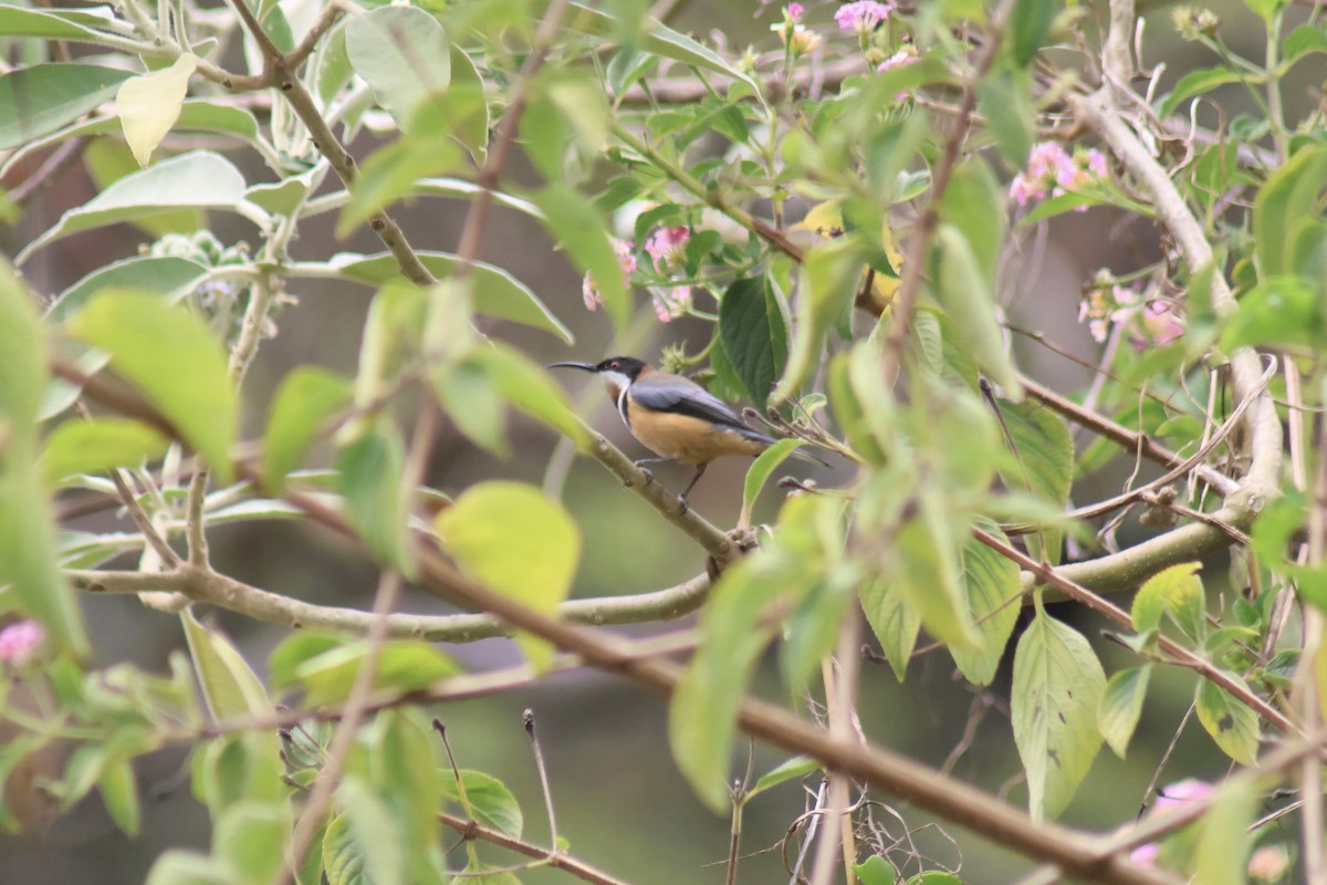 Eastern Spinebill - Kirrilee Moore